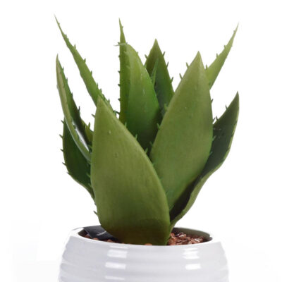 Aloe en Pote Blanco