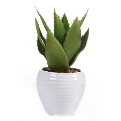 Aloe en Pote Blanco