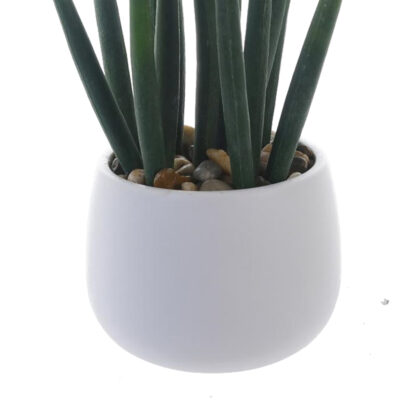 Planta Decorativa Asparragus 25 Cms Maceta Blanca