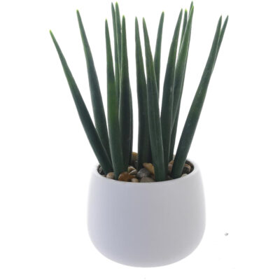 Planta Decorativa Asparragus 25 Cms Maceta Blanca