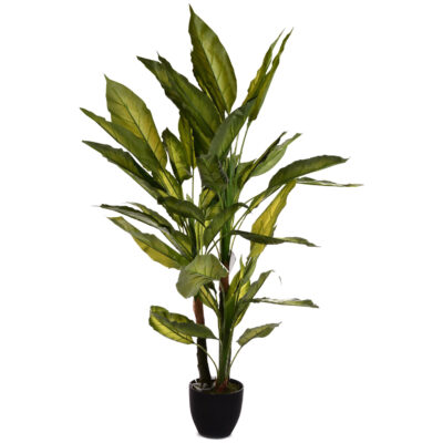 Planta Decorativa Aglaonema Variagado 125 Cms.