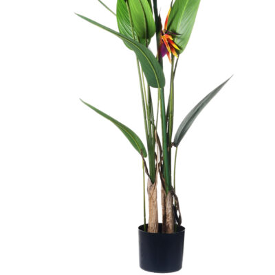 Planta Decorativa Strelitzia 125 Cms.