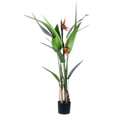 Planta Decorativa Strelitzia 125 Cms.