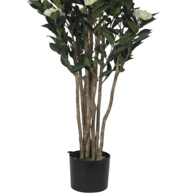 Planta Decorativa Camelia Japonica 120 Cms.