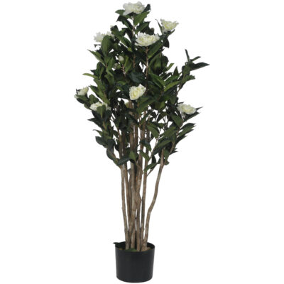 Planta Decorativa Camelia Japonica 120 Cms.