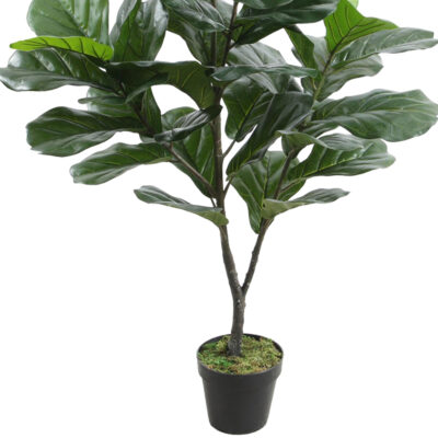 Planta Decorativa Ficus Lyrata 120 Cms.