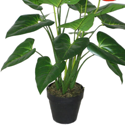 Planta Decorativa Anthurium 80 Cms.