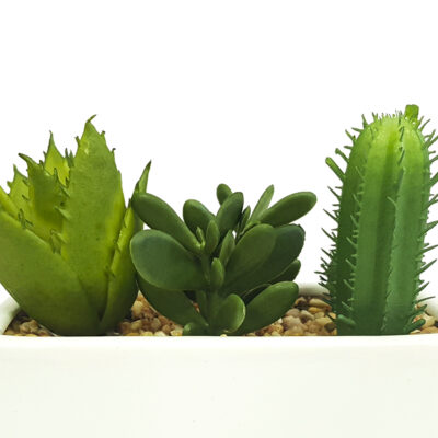 Planta Aloe y Cactus Maceta Blanca 14 Cm de Largo