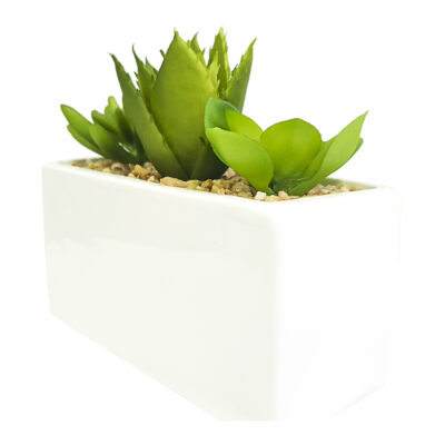 Planta Suculentas y Aloe Maceta Blanca 14 Cm de Largo